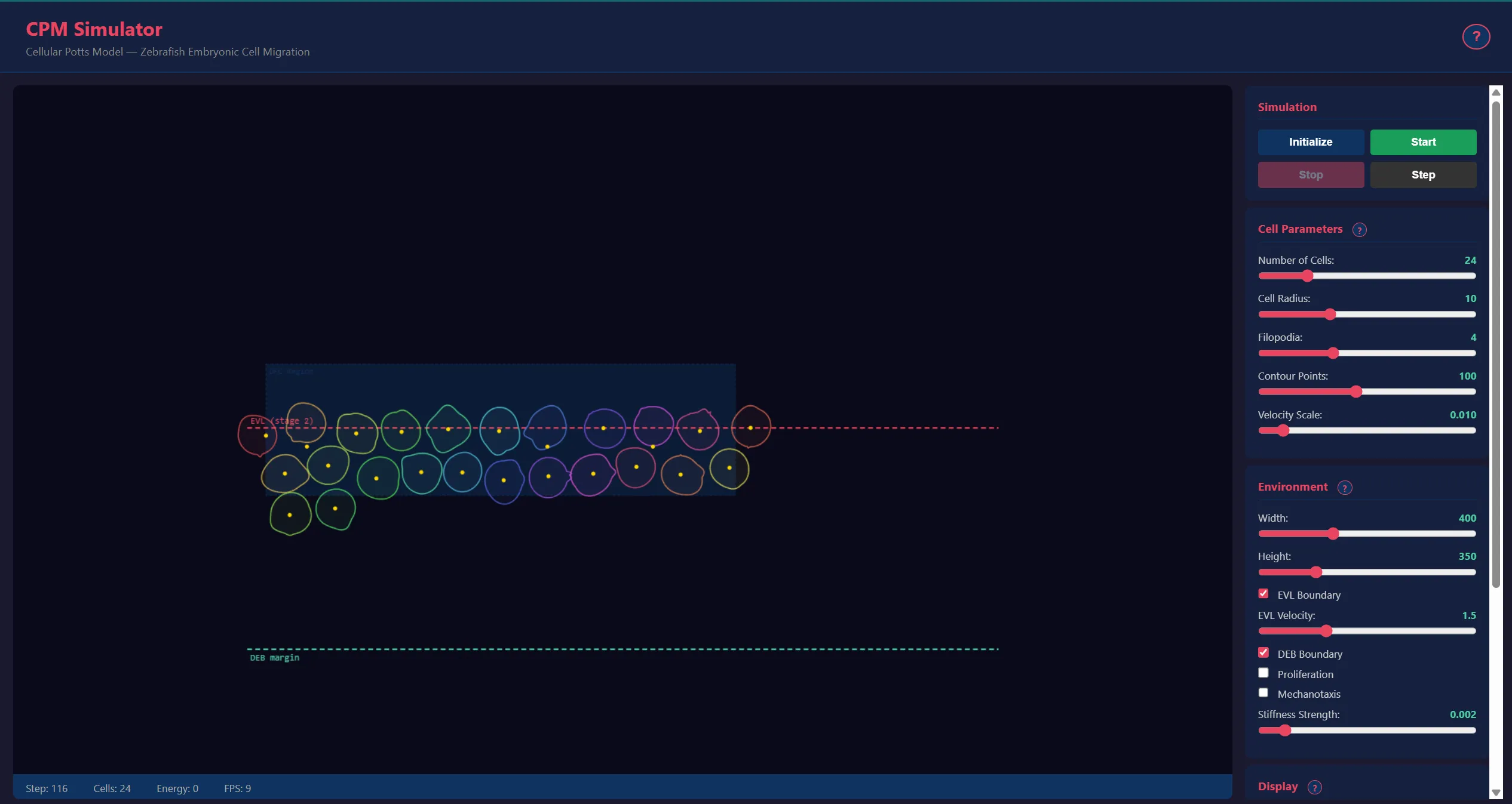 Cellular Potts Model Simulator