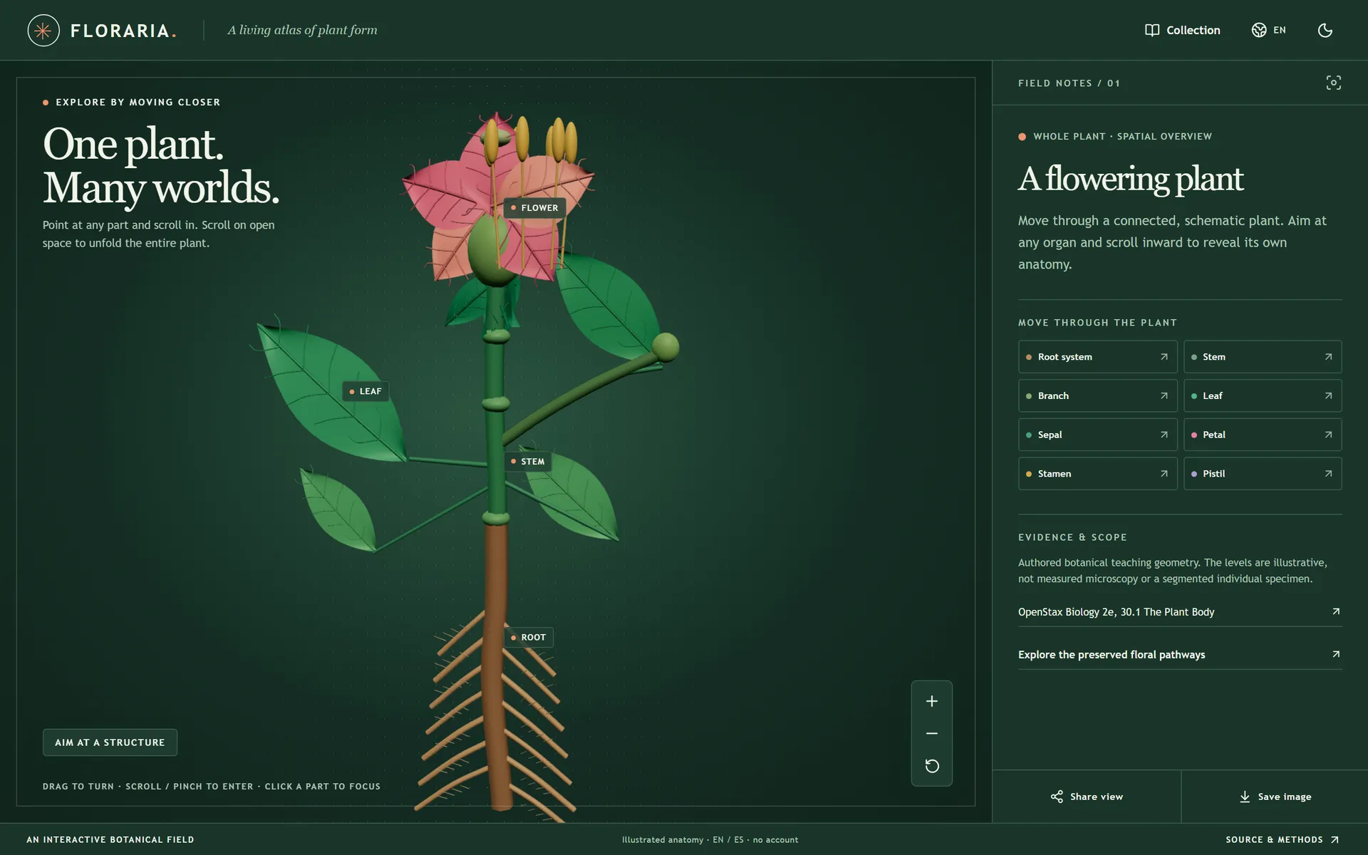 Floraria, a Continuous Botanical Scene from Museum Scans to Cells